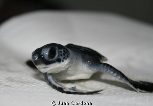 baby turtle by Juan Cardona 